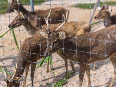 Deer Fencing