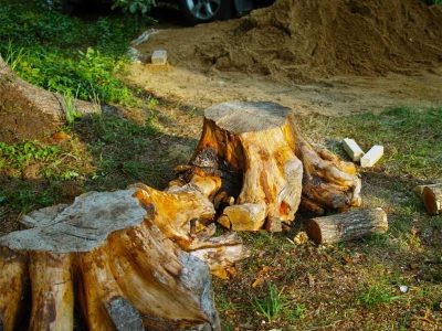 Quality Tree Removal