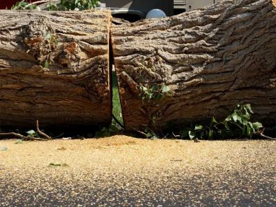 Tree Removal Service