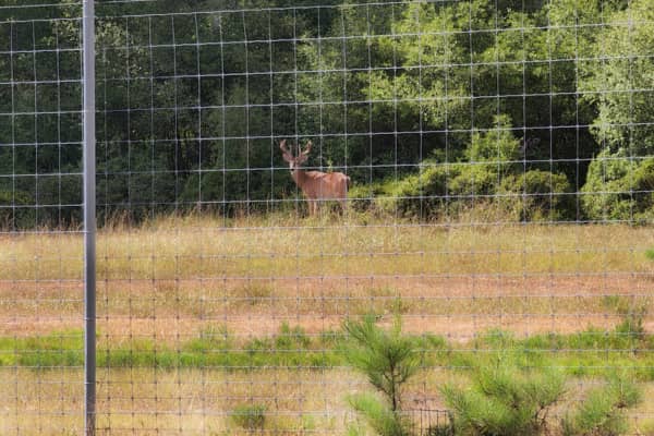 Learn More About Deer Fencing and Ranch Rail Installation