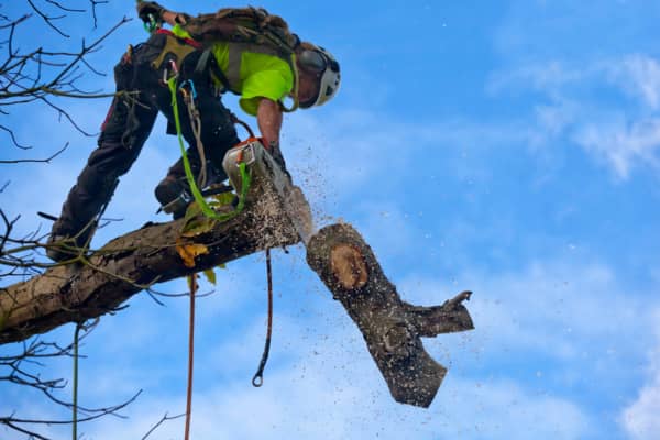 Learn More About Tree Removal