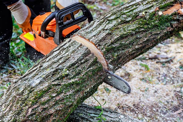 Tree Removal Services